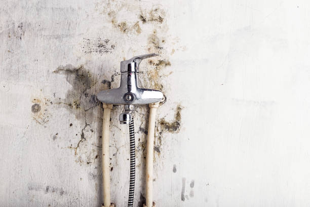 Best Residential Mold Remediation in Berne, IN