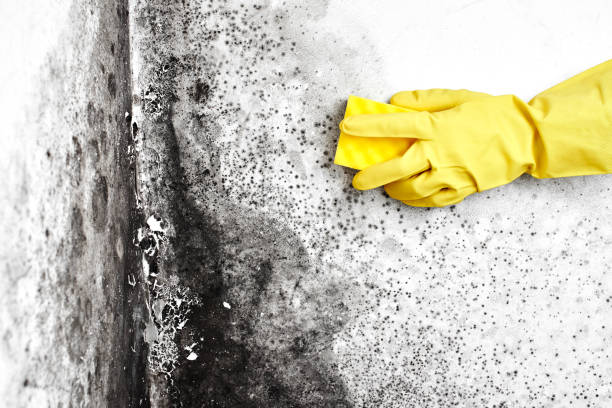 Best Residential Mold Remediation in Berne, IN