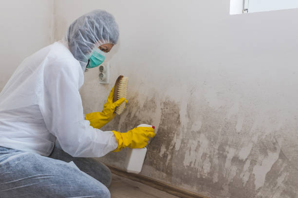 Best DIY Mold Remediation Support Services in Berne, IN