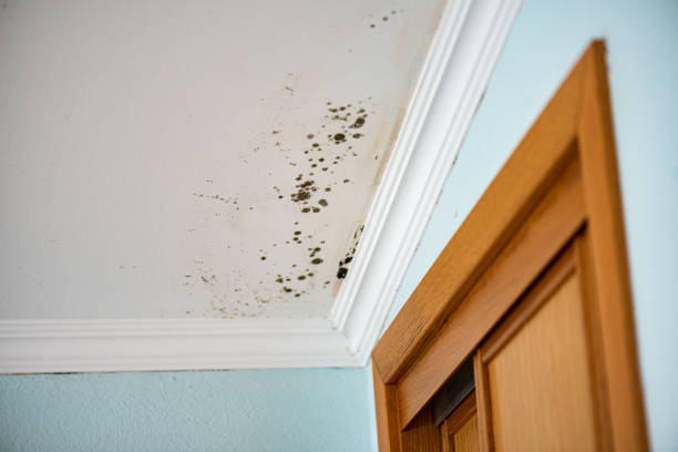 Best Commercial Mold Remediation in Berne, IN