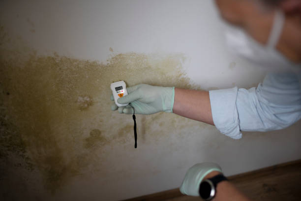 Best Mold Testing and Inspection Services in Berne, IN